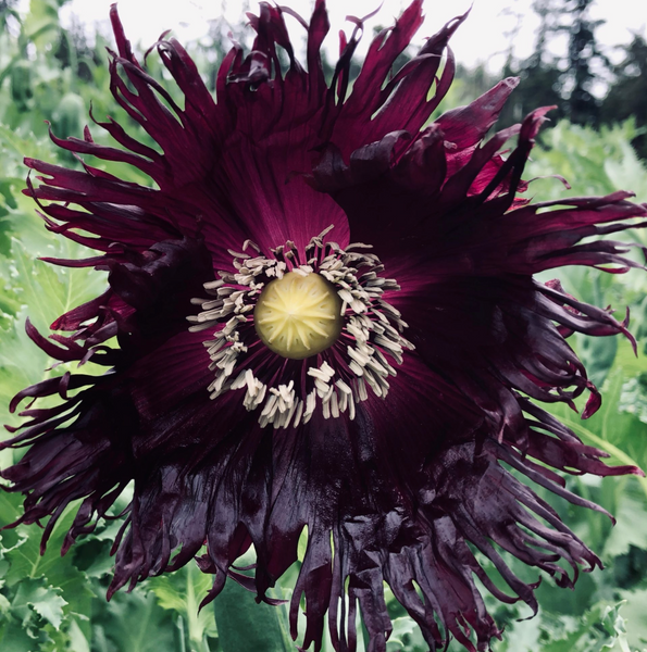 Black Swan Poppy