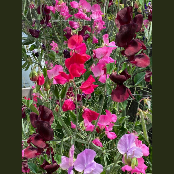 Deep Color Mix sweet pea