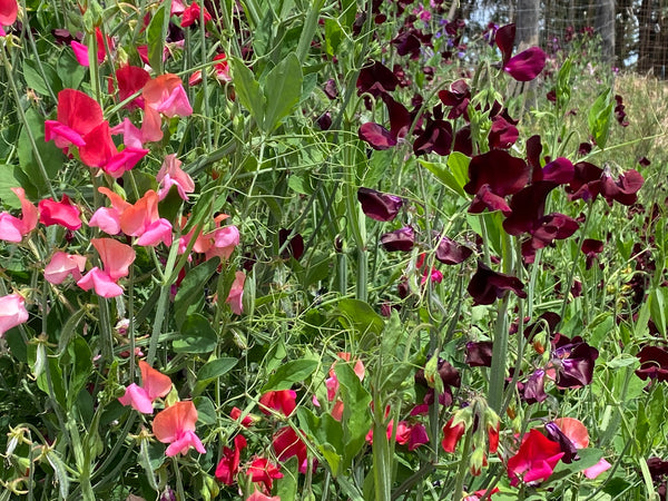 Deep Color Mix sweet pea