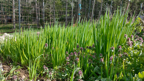 Egyptian Walking Onions