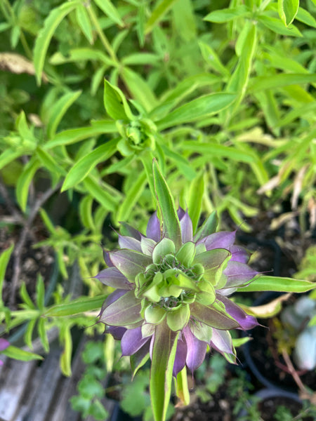 Wild Bergamot