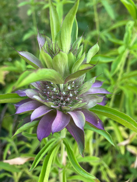 Wild Bergamot