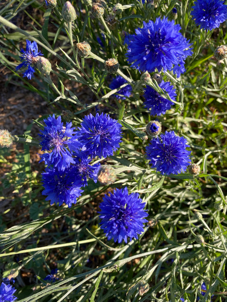 Tall Blue bachelor's button