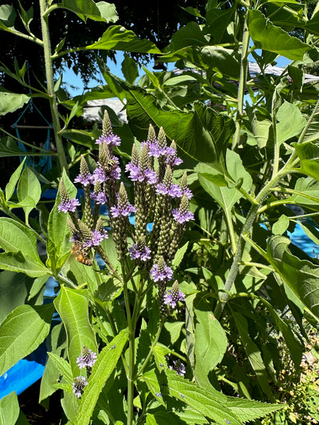 Blue Vervain