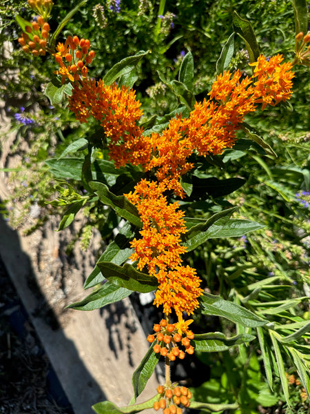 Butterfly Weed