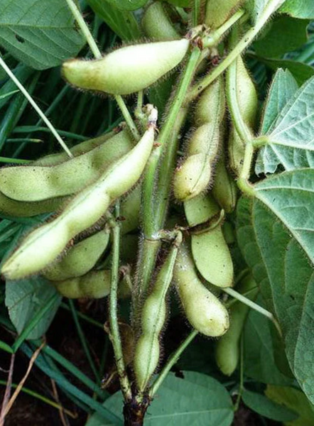 Midori Giant Edamame