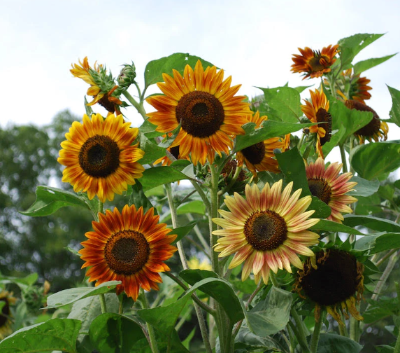 Evening Sun sunflower