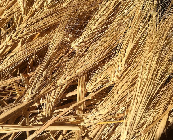 Burbank Barley