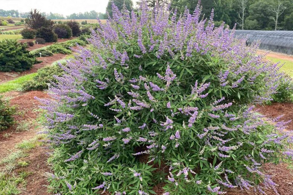 Chaste Tree Vitex
