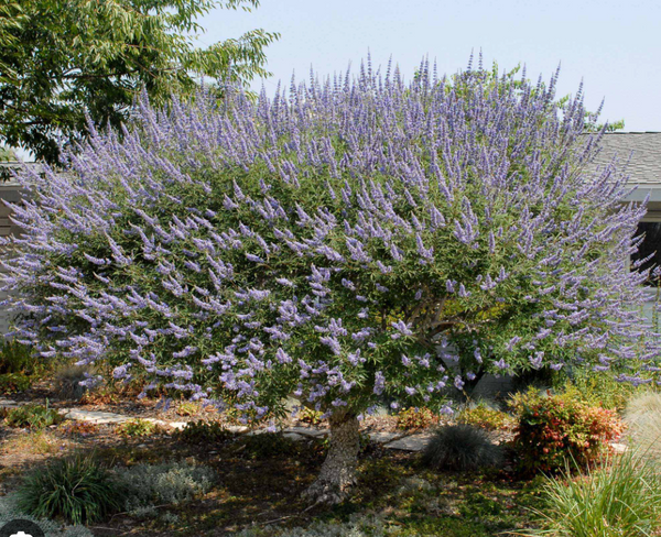 Chaste Tree Vitex