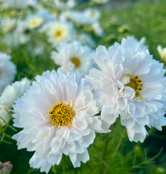 Snowpuff Cosmos