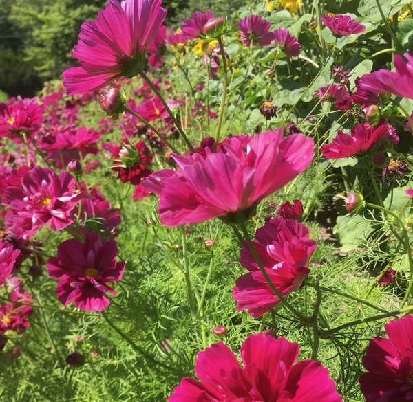 Double Click Cranberry Cosmos