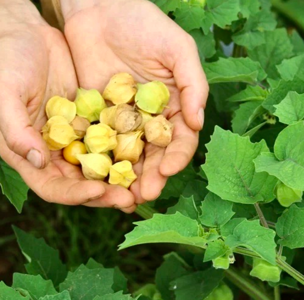 Ground Cherry, Otto's Brush Creek