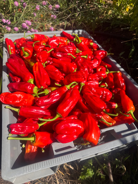 Stavros Pepperoncini