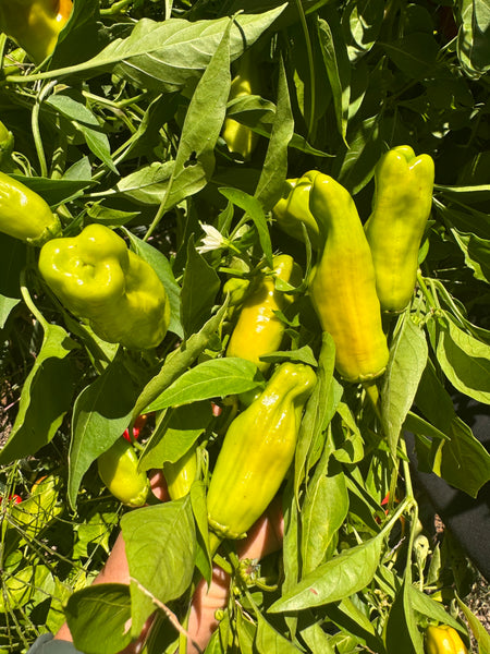 Stavros Pepperoncini