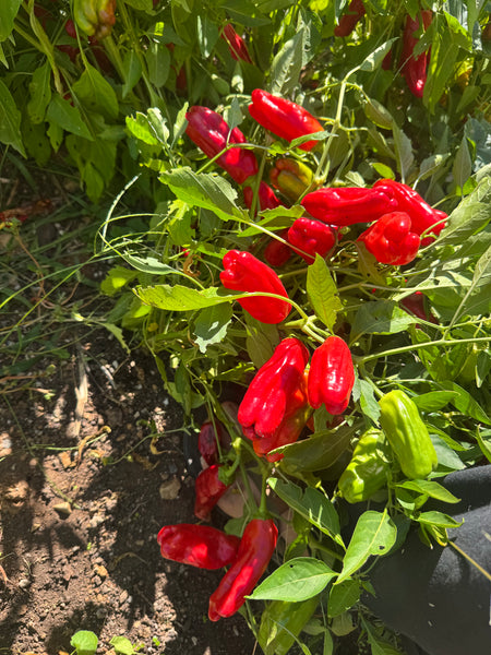 Stavros Pepperoncini