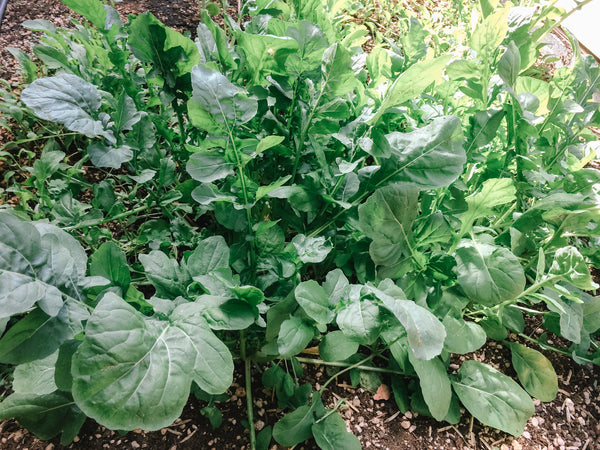 Arugula Mix