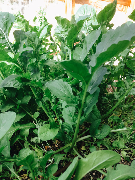 Arugula Mix