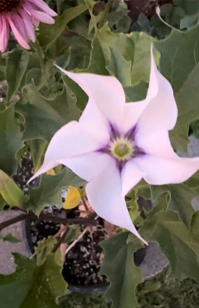 Datura