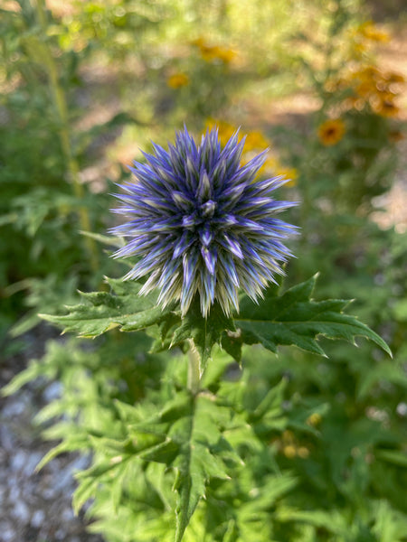 Globe Thistle, Echinops
