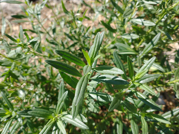 Hyssop