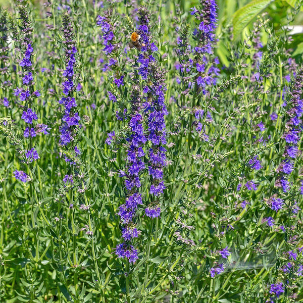 Hyssop