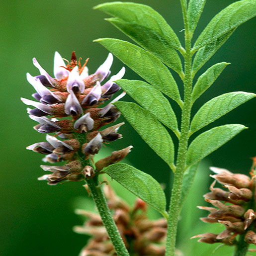 licorice seeds plant Licorice