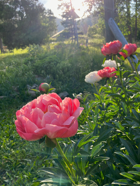 Peony