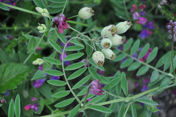 Purple Vetch