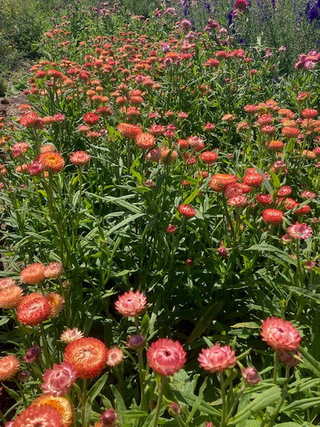 planting strawflower seeds Strawflower Mix