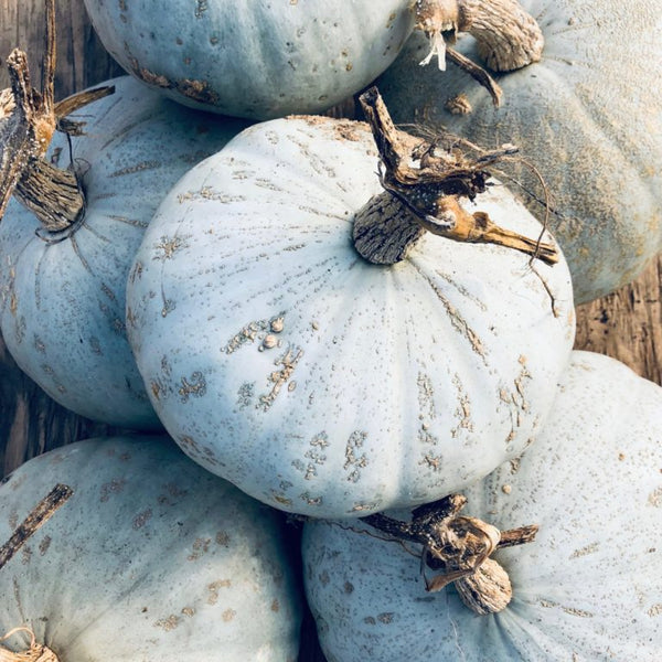 burgess seed & plant coupons Sweet Meat–Oregon Homestead winter squash maxima, Organic