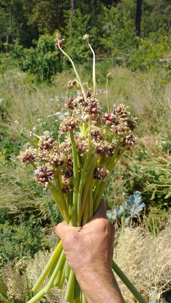 Egyptian Walking Onions