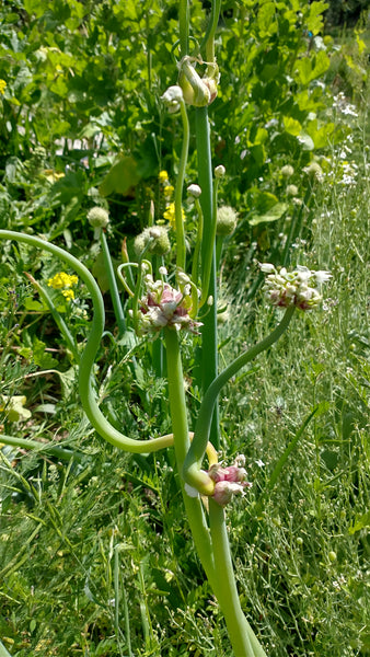 Egyptian Walking Onions