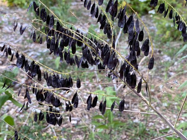 Woad