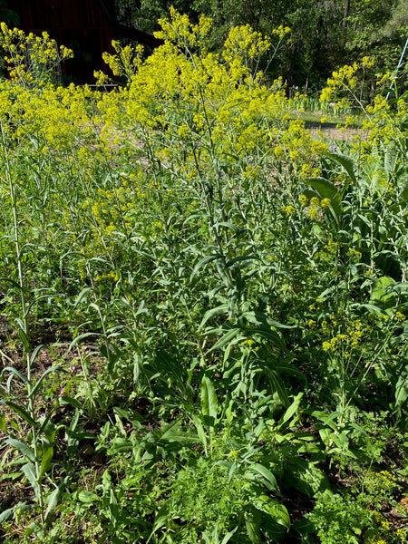 Woad