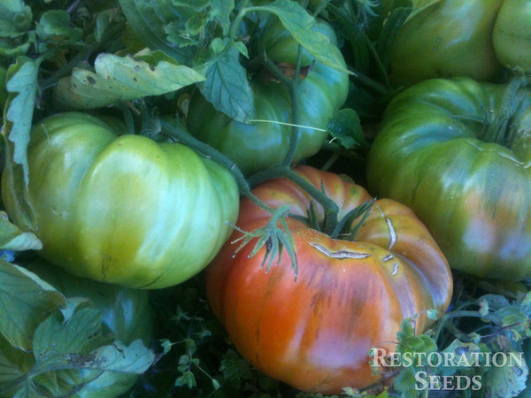 1884 tomato image####