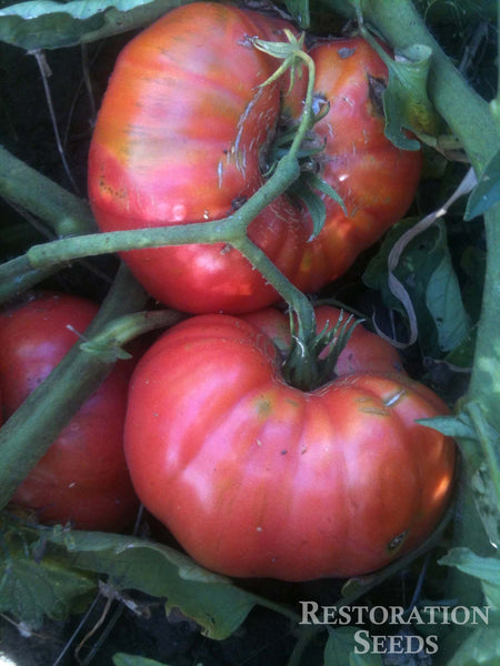 1884 tomato image####