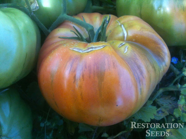 1884 tomato image####