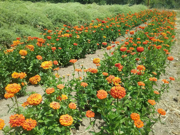 Orange zinnia