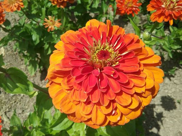 Orange zinnia