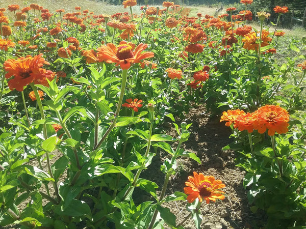 Orange zinnia