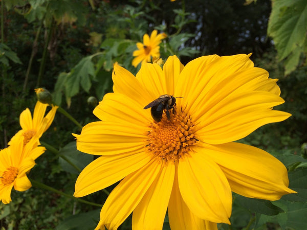 Yellow Tithonia