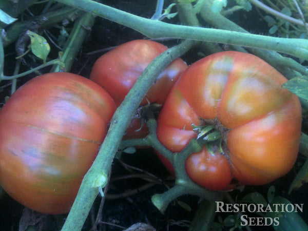 African Queen tomato image####