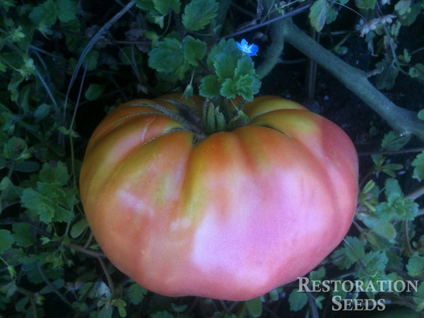 African Queen tomato image####