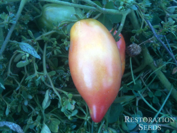 Airyleaf tomato image####