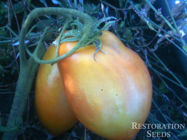 Airyleaf tomato image####