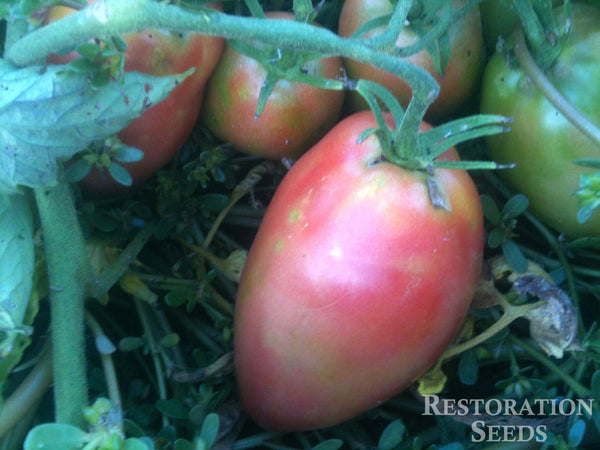 Airyleaf tomato image####