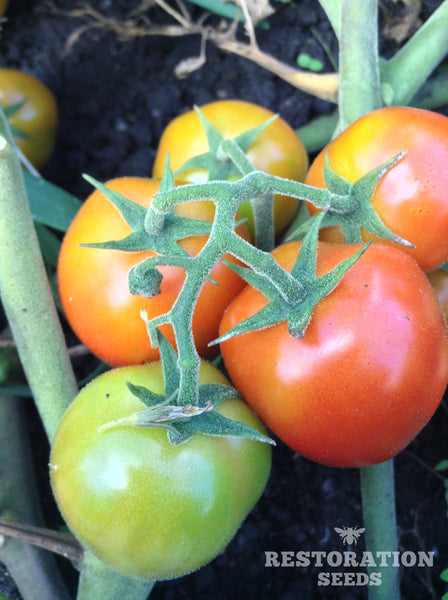 Aker’s Plum tomato image####