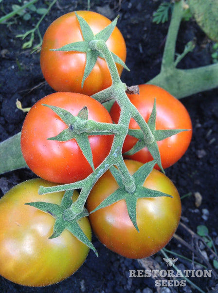 Aker’s Plum tomato image####