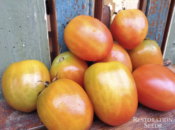 Aker’s Plum tomato image####